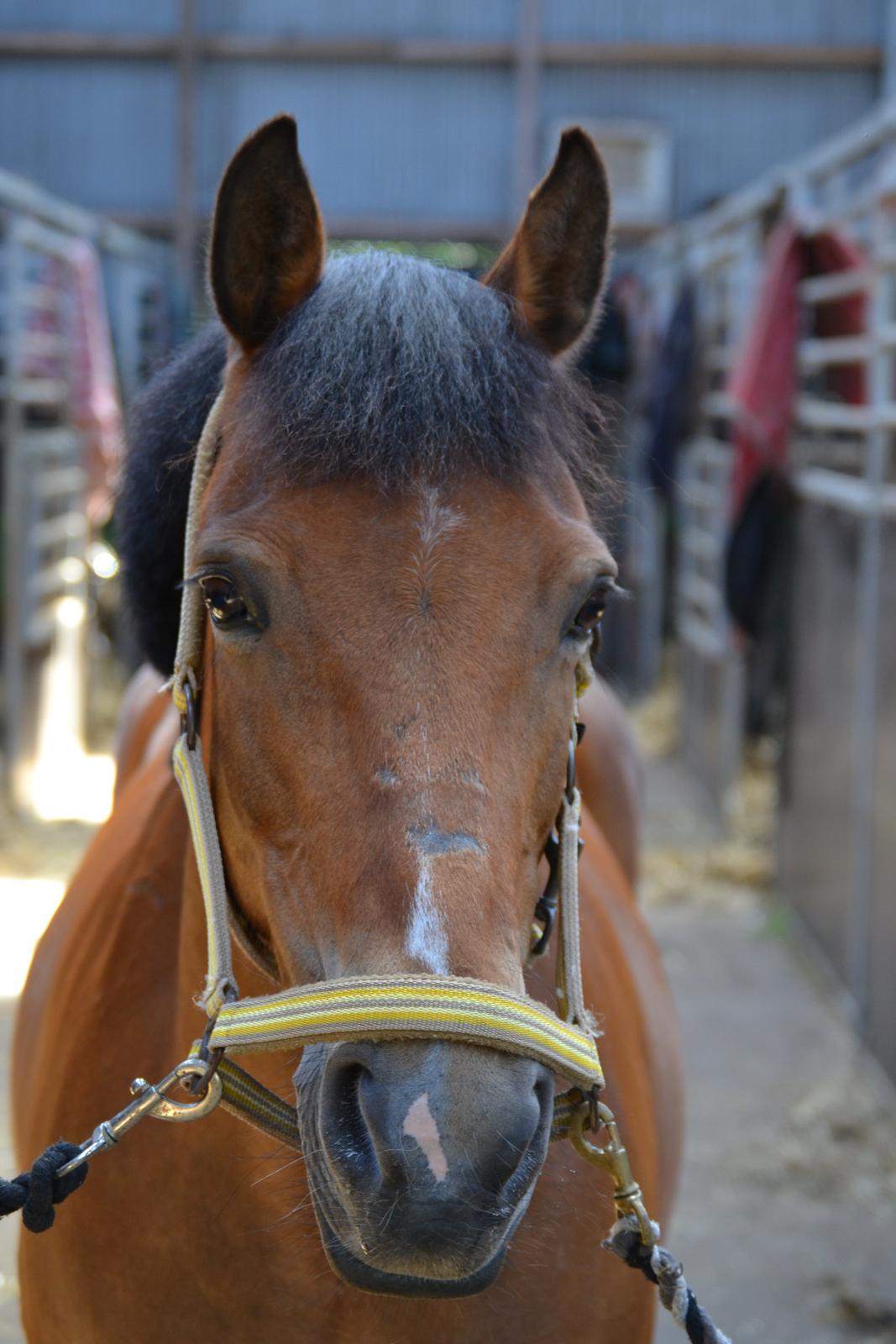 Hollandsk Sportspony Jasmijn billede 9