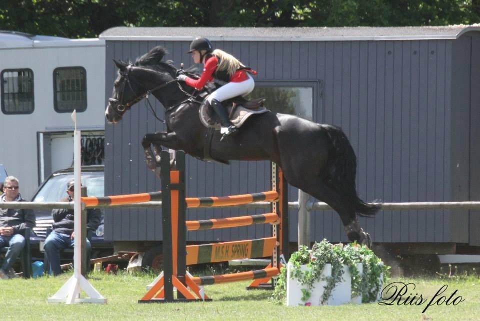 Hannoveraner Amando 29 - Sydjyskmesterskab for hold 2013 ~ LA2** billede 17