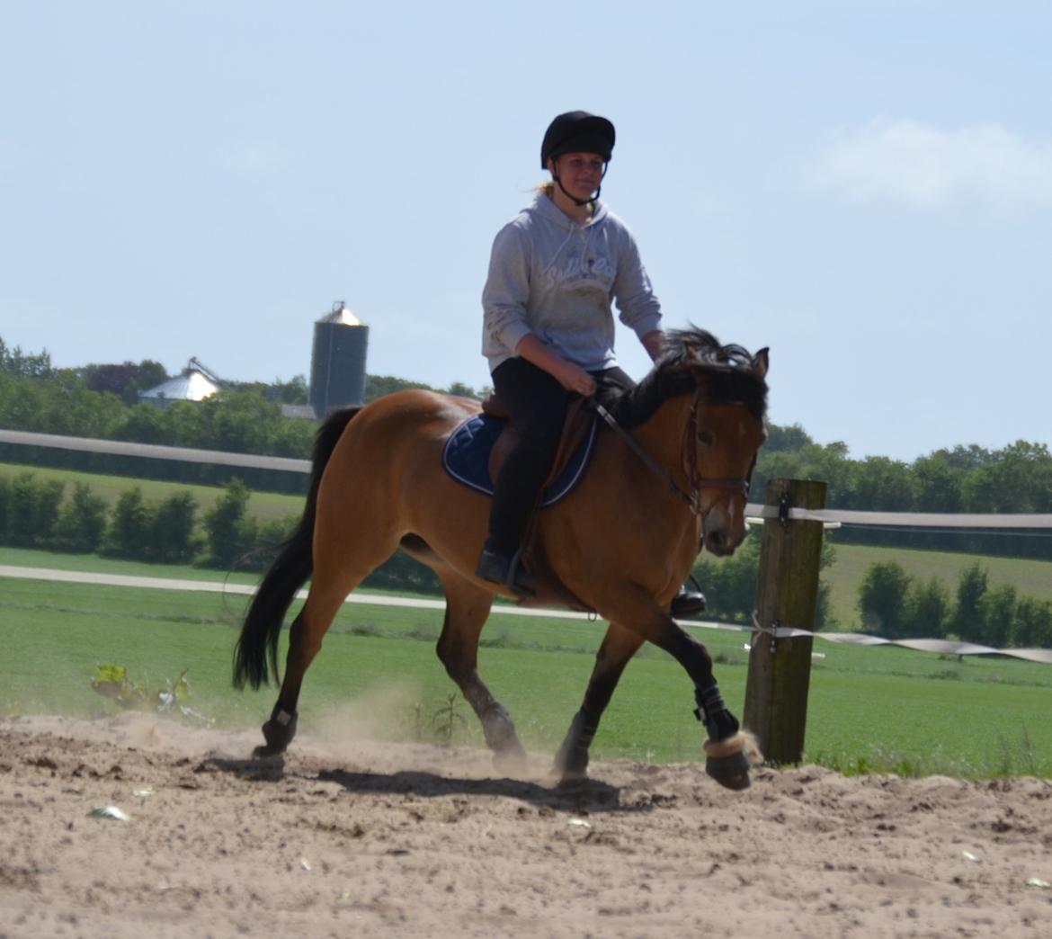 Hollandsk Sportspony Jasmijn billede 11