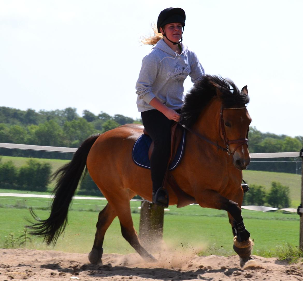 Hollandsk Sportspony Jasmijn billede 16