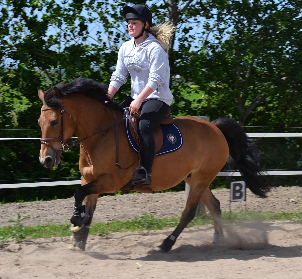Hollandsk Sportspony Jasmijn billede 20