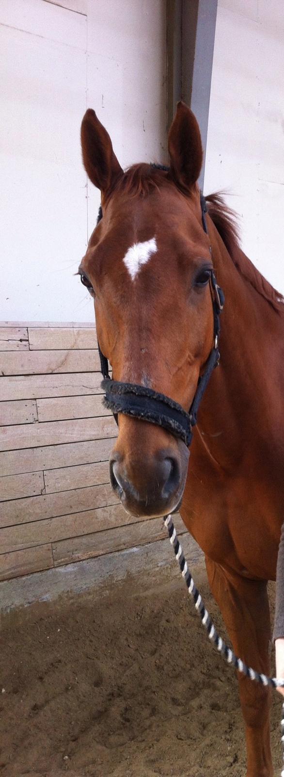 Dansk Varmblod Rønbjergs Zamir - Dejlige Zammer :) billed taget dagen han kom :) billede 1