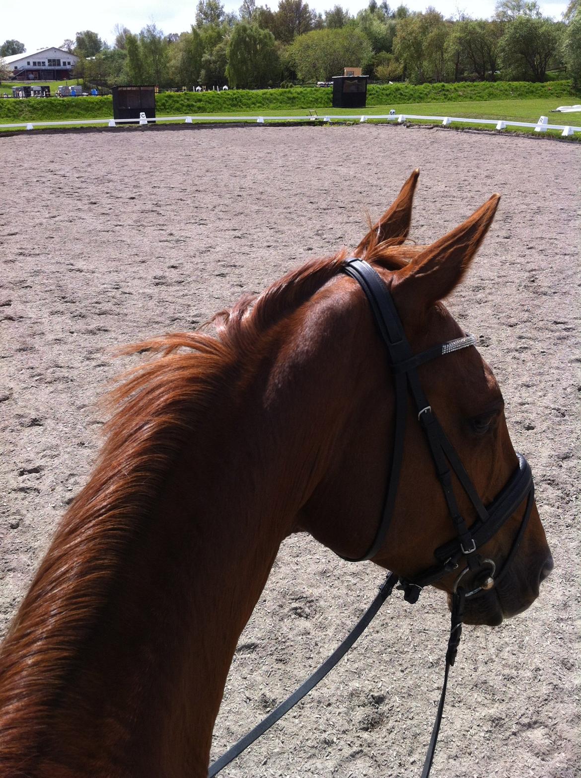 Dansk Varmblod Rønbjergs Zamir - Et billed oppefra da jeg en dag red på ham :P billede 4