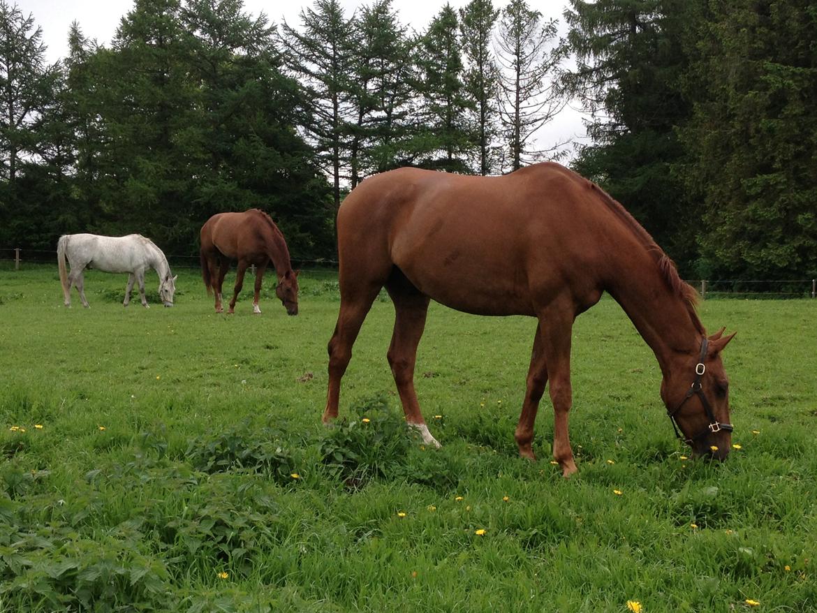 Dansk Varmblod Rønbjergs Zamir - Zamir på fold :) billede 5