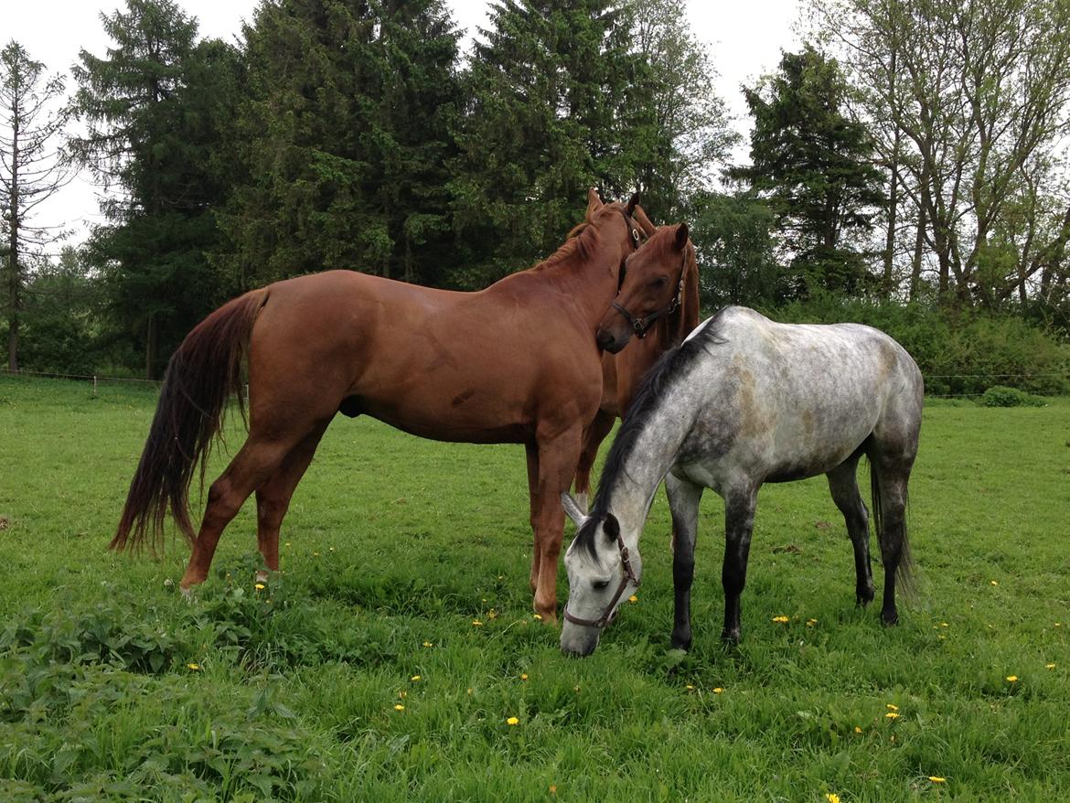 Dansk Varmblod Rønbjergs Zamir - Zamir ude på folden :) billede 6