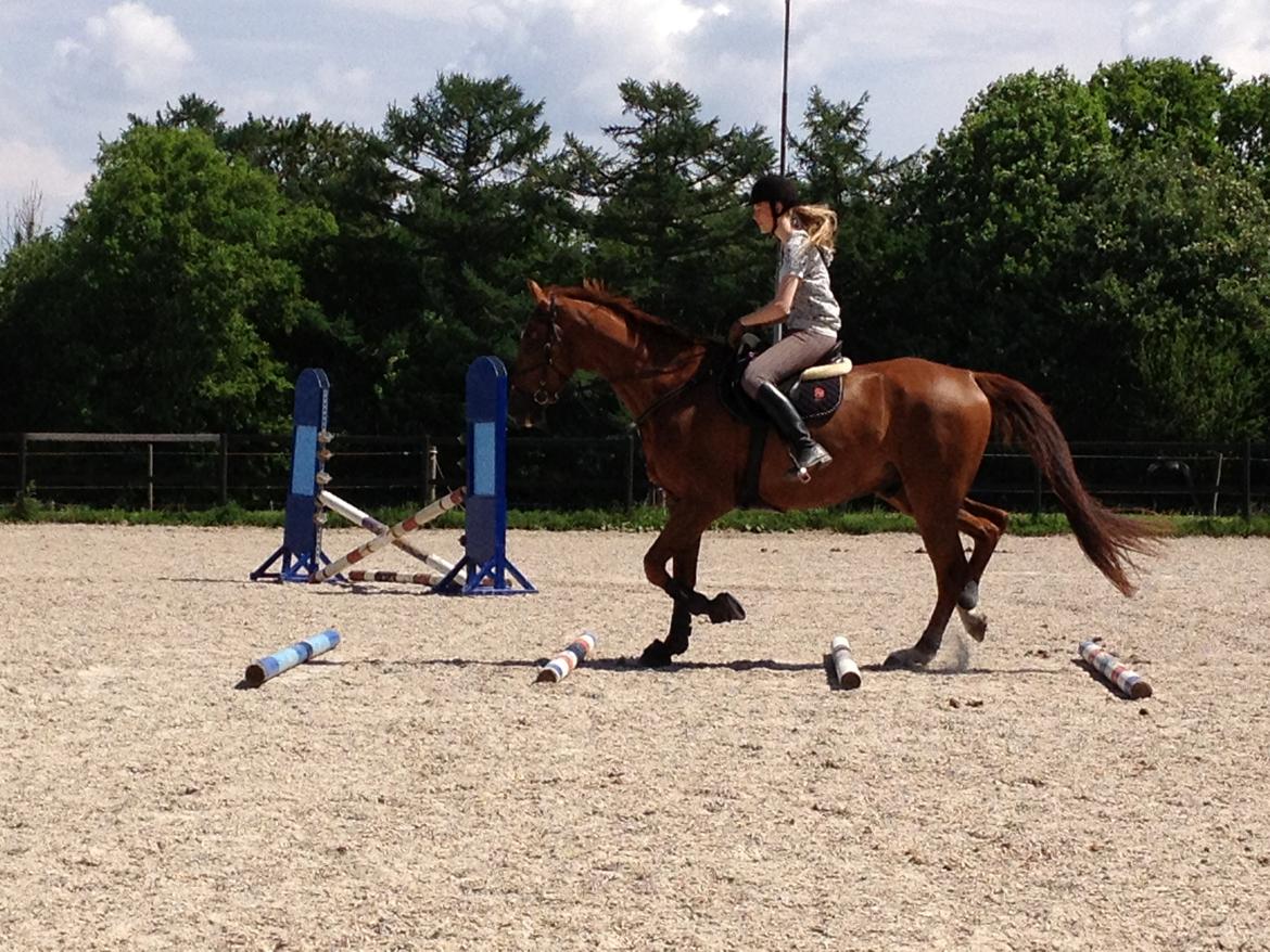 Dansk Varmblod Rønbjergs Zamir - Mig, første gang jeg springer efter han kom. 1/6 2013 billede 7