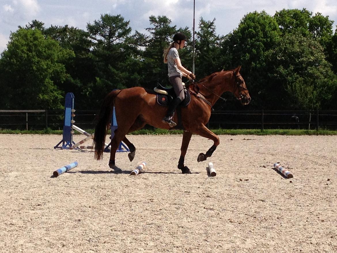 Dansk Varmblod Rønbjergs Zamir - Mig, første gang jeg springer efter han kom. 1/6 2013 billede 8