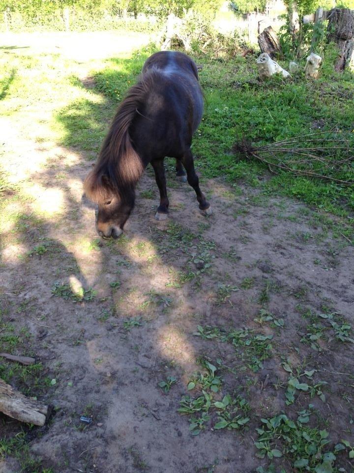 Shetlænder <3 <3 Musse <3 <3 billede 1