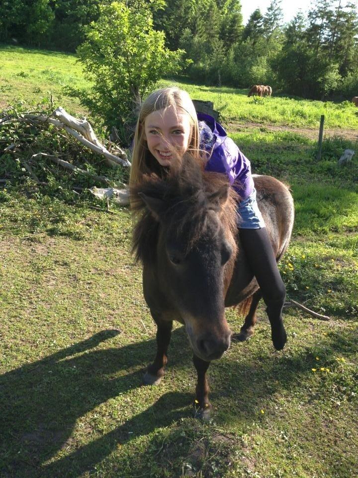 Shetlænder <3 <3 Musse <3 <3 billede 2