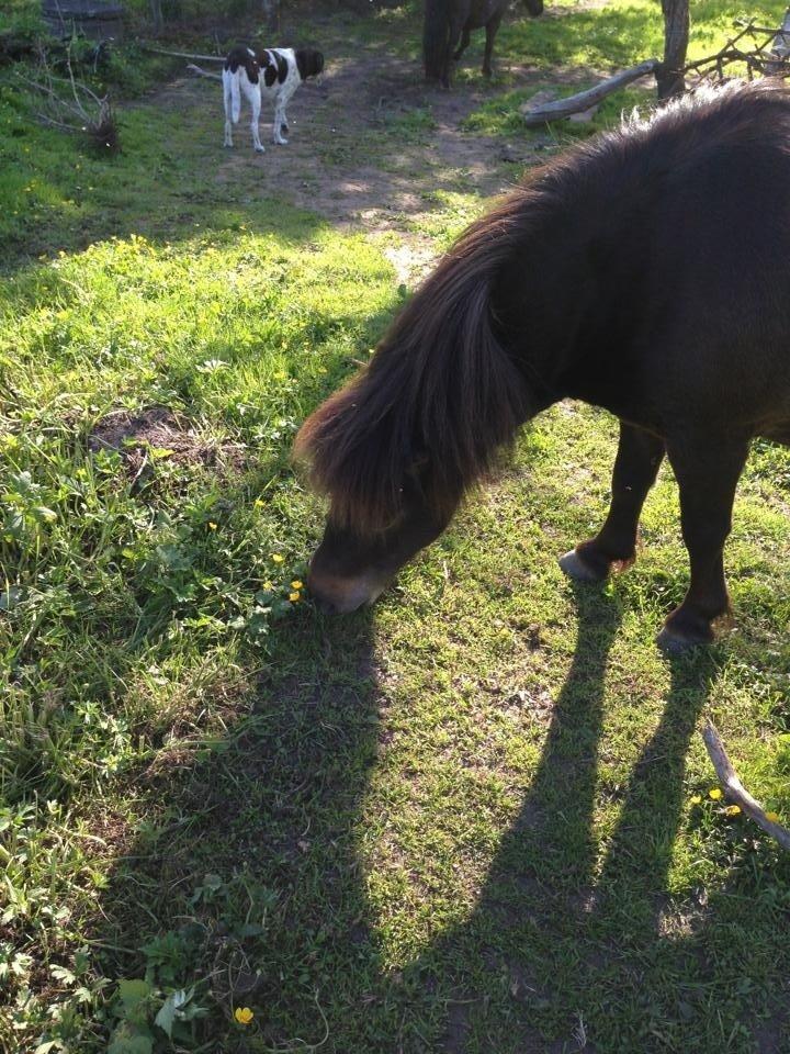 Shetlænder <3 <3 Musse <3 <3 billede 3