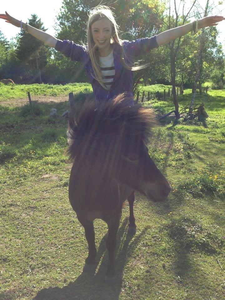 Shetlænder <3 <3 Musse <3 <3 billede 4