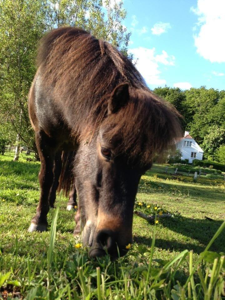 Shetlænder <3 <3 Musse <3 <3 billede 5