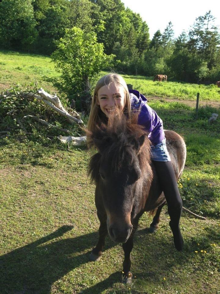 Shetlænder <3 <3 Musse <3 <3 billede 6