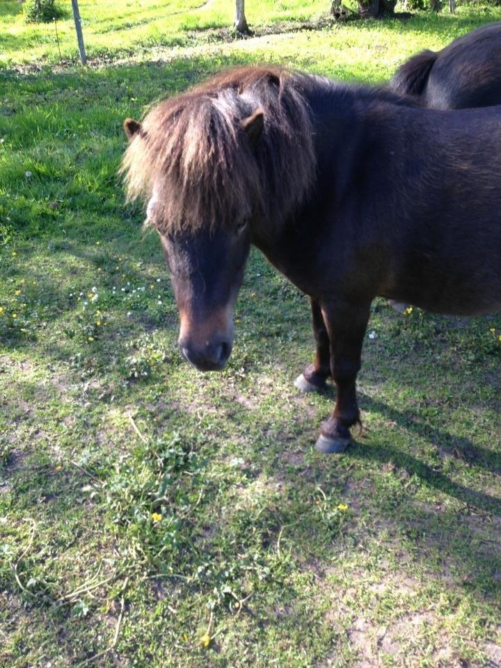 Shetlænder <3 <3 Musse <3 <3 billede 7