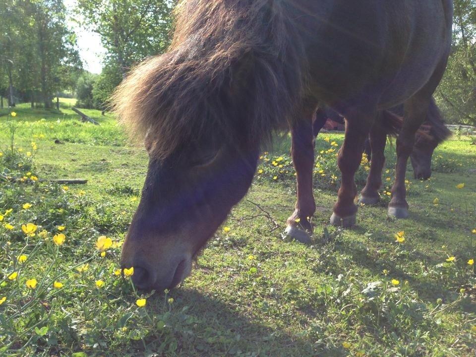 Shetlænder <3 <3 Musse <3 <3 billede 8