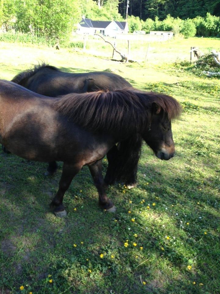 Shetlænder <3 <3 Musse <3 <3 billede 9