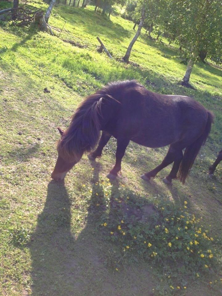 Shetlænder <3 <3 Musse <3 <3 billede 10