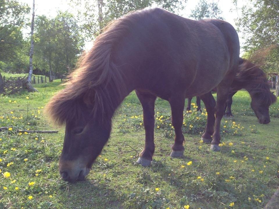 Shetlænder <3 <3 Musse <3 <3 billede 11