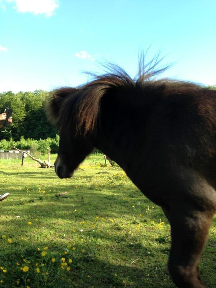 Shetlænder <3 <3 Musse <3 <3 billede 13