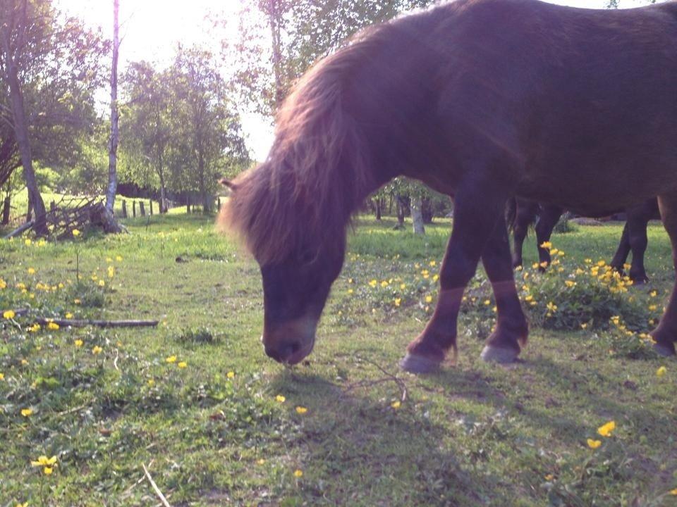 Shetlænder <3 <3 Musse <3 <3 billede 14