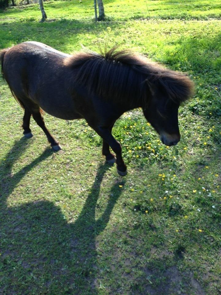 Shetlænder <3 <3 Musse <3 <3 billede 15