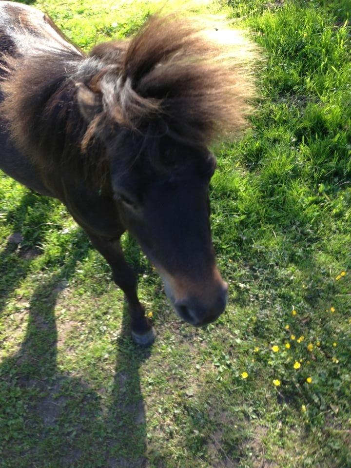 Shetlænder <3 <3 Musse <3 <3 billede 16