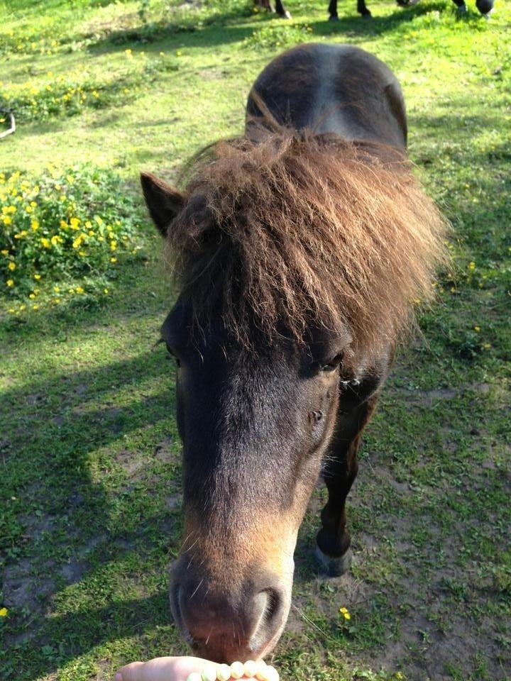 Shetlænder <3 <3 Musse <3 <3 billede 17