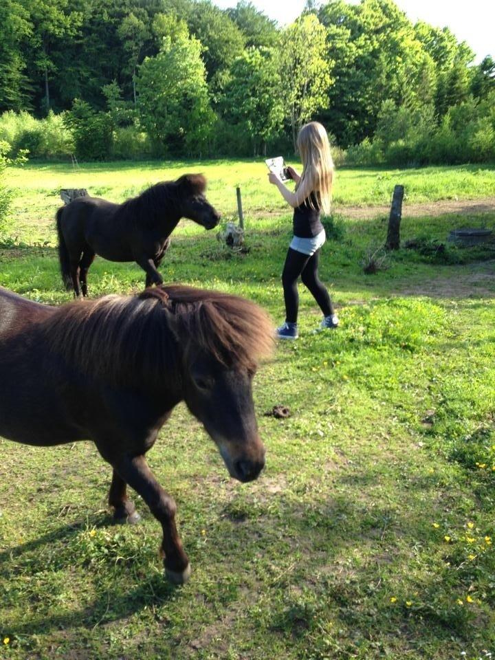 Shetlænder <3 <3 Musse <3 <3 billede 18