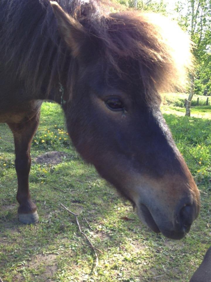 Shetlænder <3 <3 Musse <3 <3 billede 19