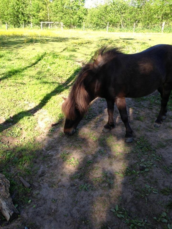 Shetlænder <3 <3 Musse <3 <3 billede 20