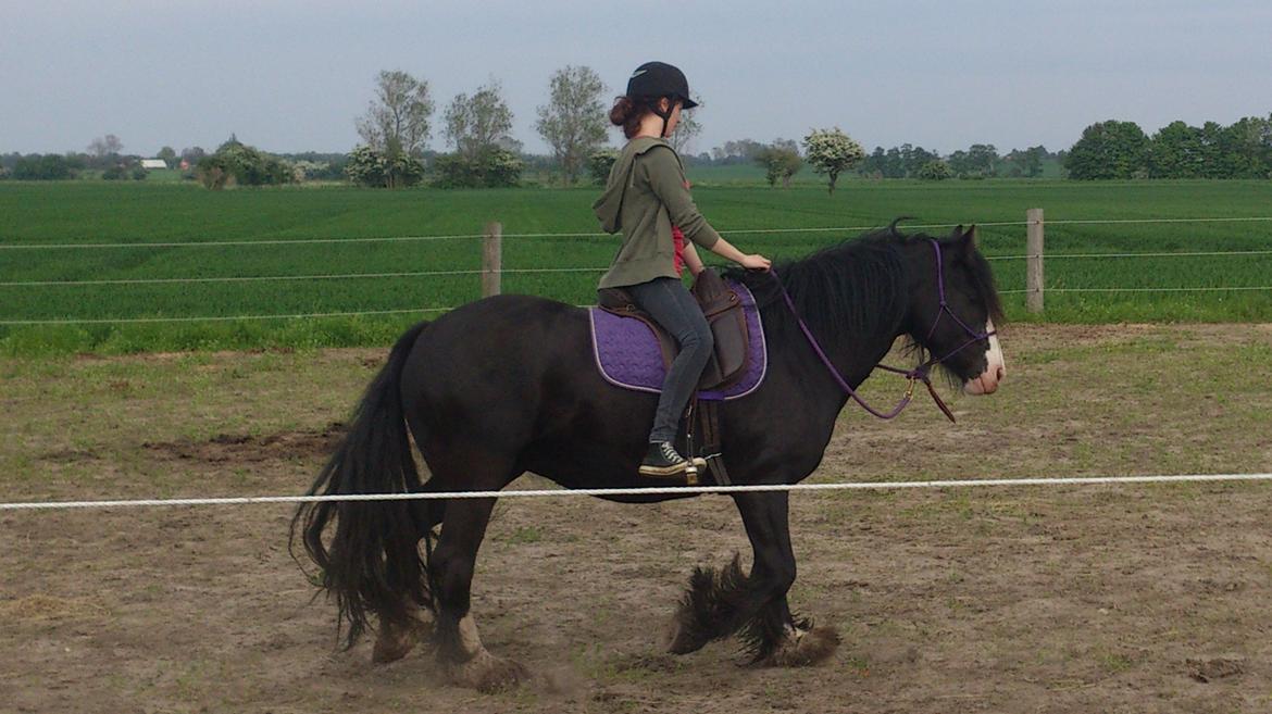 Irish Cob Tømmerupgaard's Amarylis billede 5