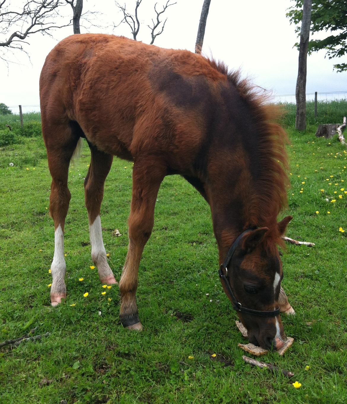 Welsh Pony (sec B) ChaTho´s Zippo - 28 maj 2013 - 2 ½  måned billede 27