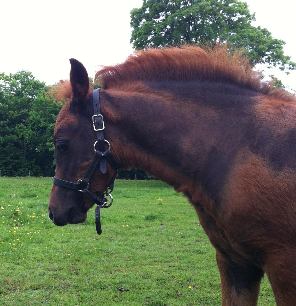 Welsh Pony (sec B) ChaTho´s Zippo - 28 maj 2013 - 2 ½  måned billede 26