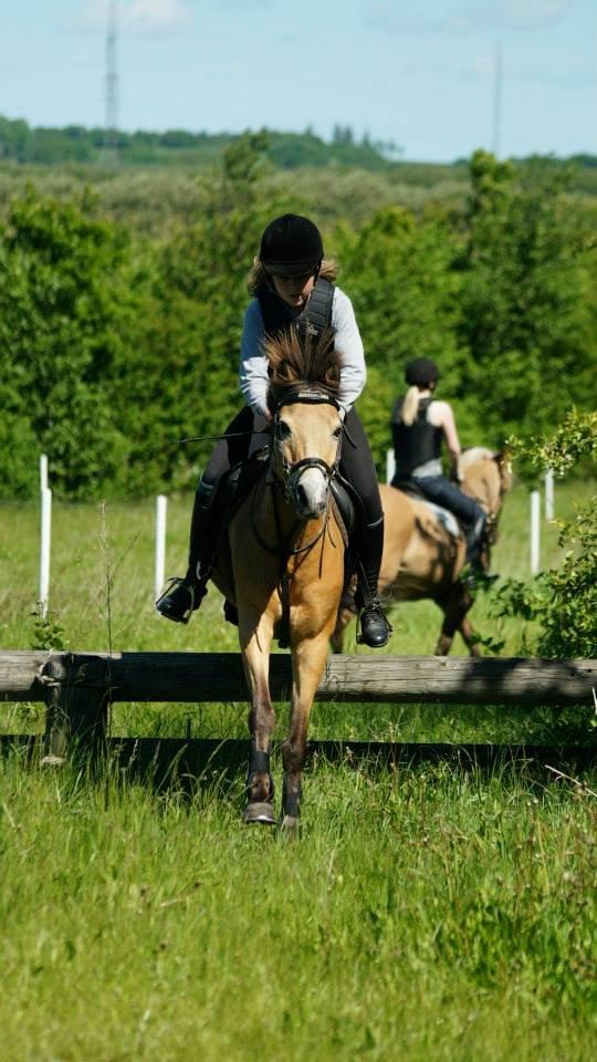 Irsk Sportspony Irish Don - Terrænspring på ANE d. 3/6-13 billede 22