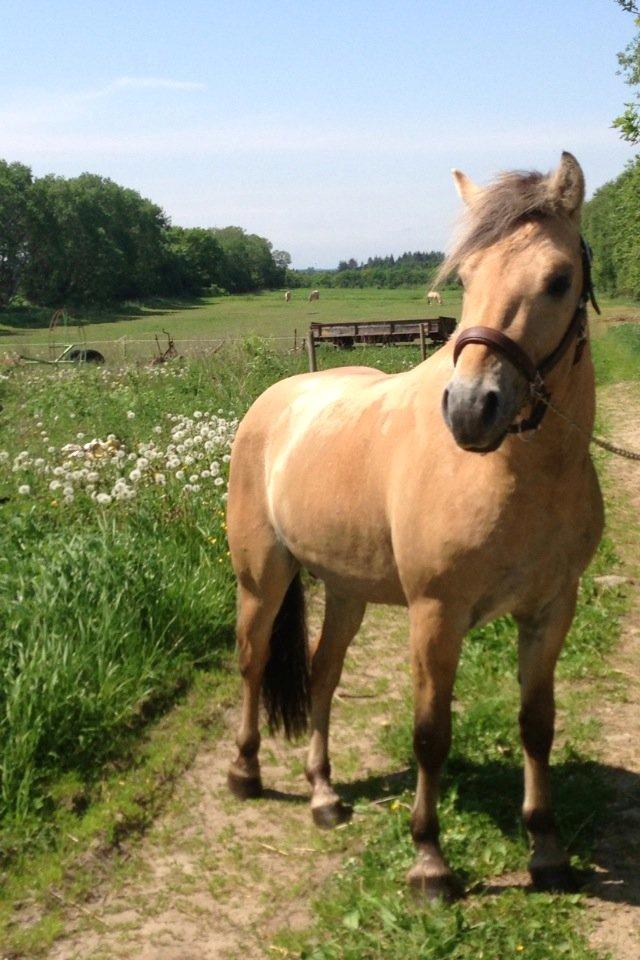 Fjordhest Oscar Vårby billede 37