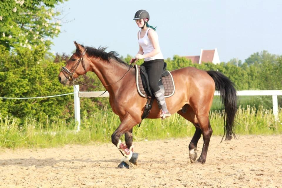 Holstener Come On billede 3