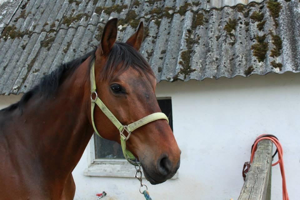 Holstener Come On billede 4