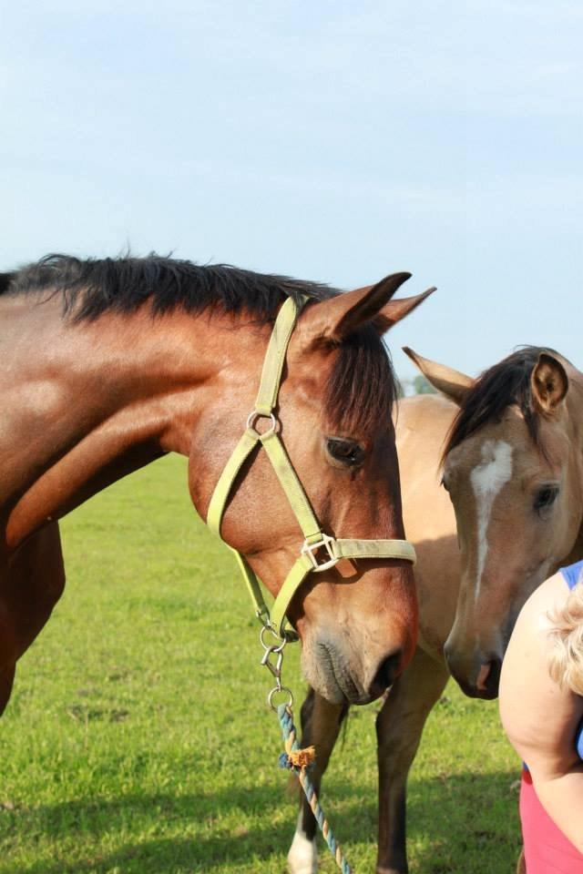 Holstener Come On billede 5