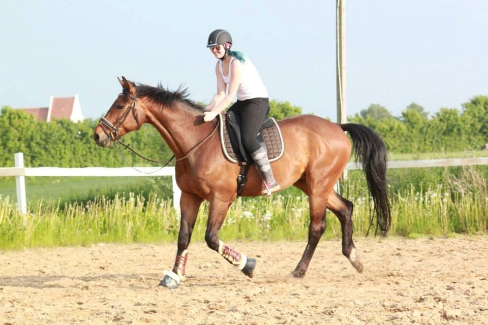 Holstener Come On billede 6