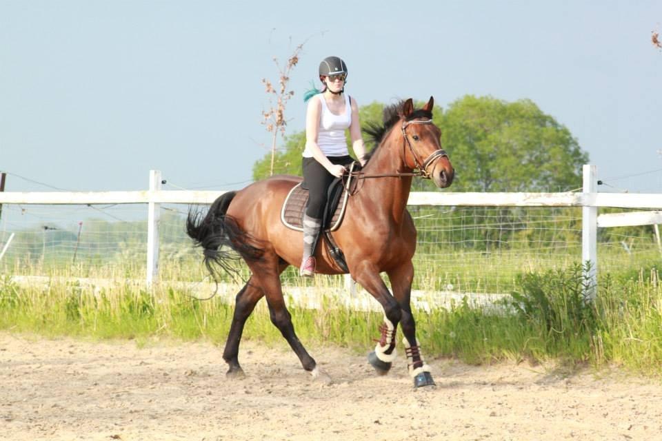 Holstener Come On billede 1