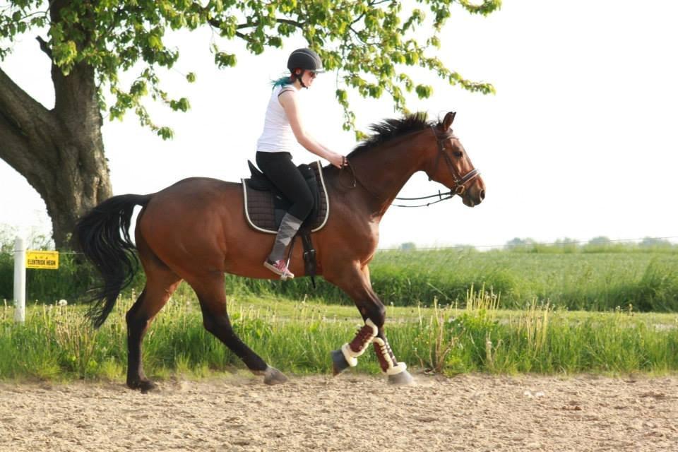 Holstener Come On billede 8