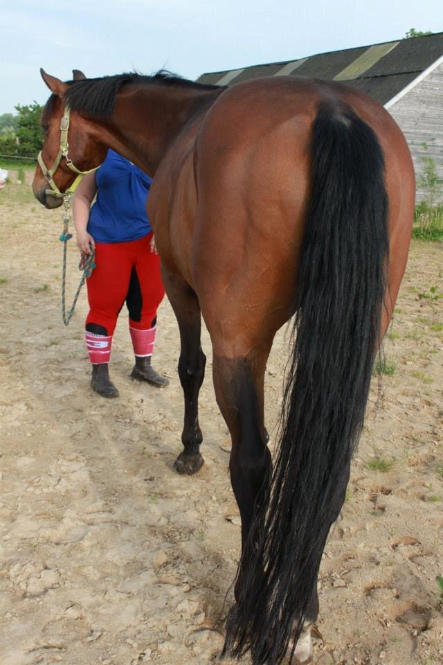 Holstener Come On billede 9