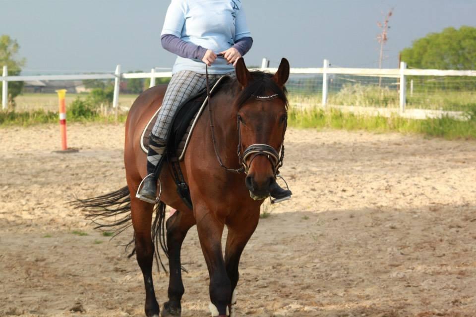 Holstener Come On billede 10