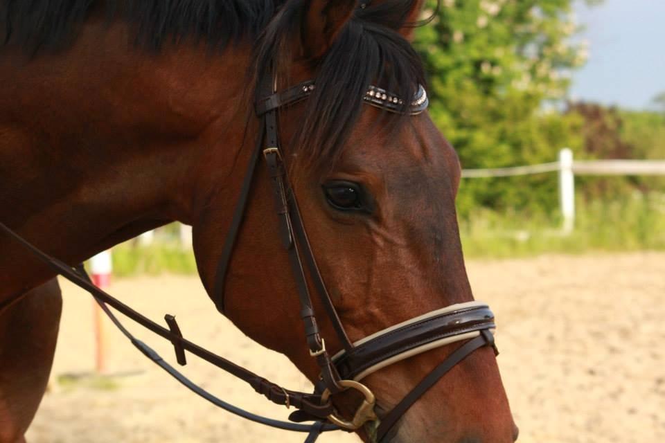 Holstener Come On billede 12