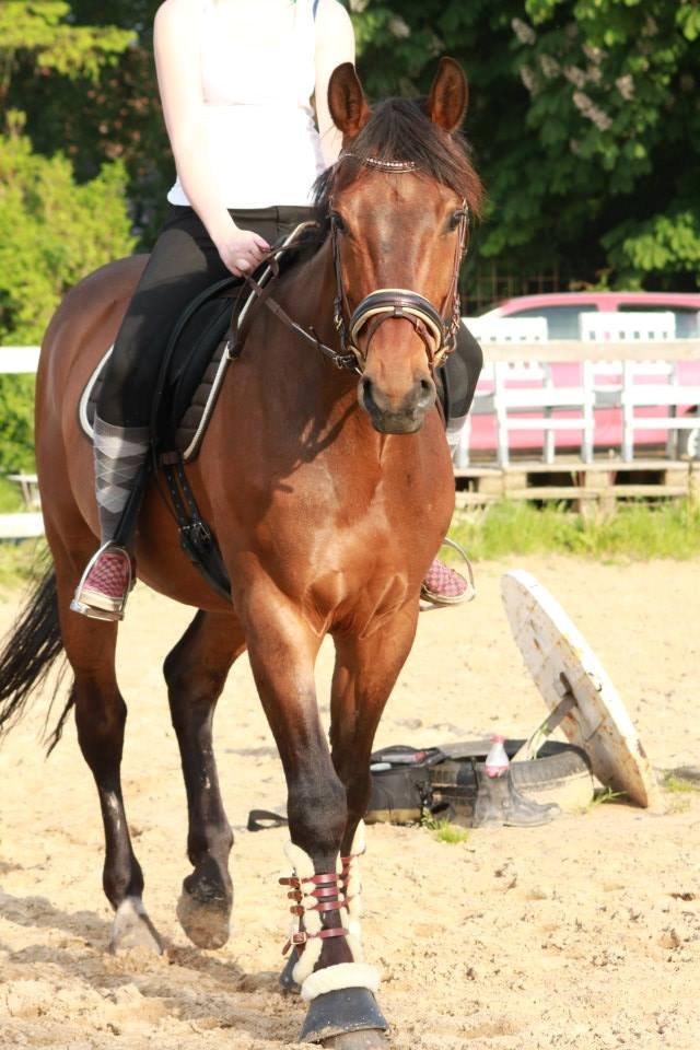 Holstener Come On billede 13