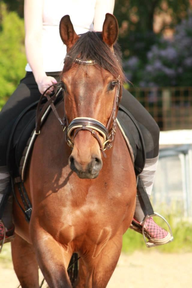 Holstener Come On billede 14