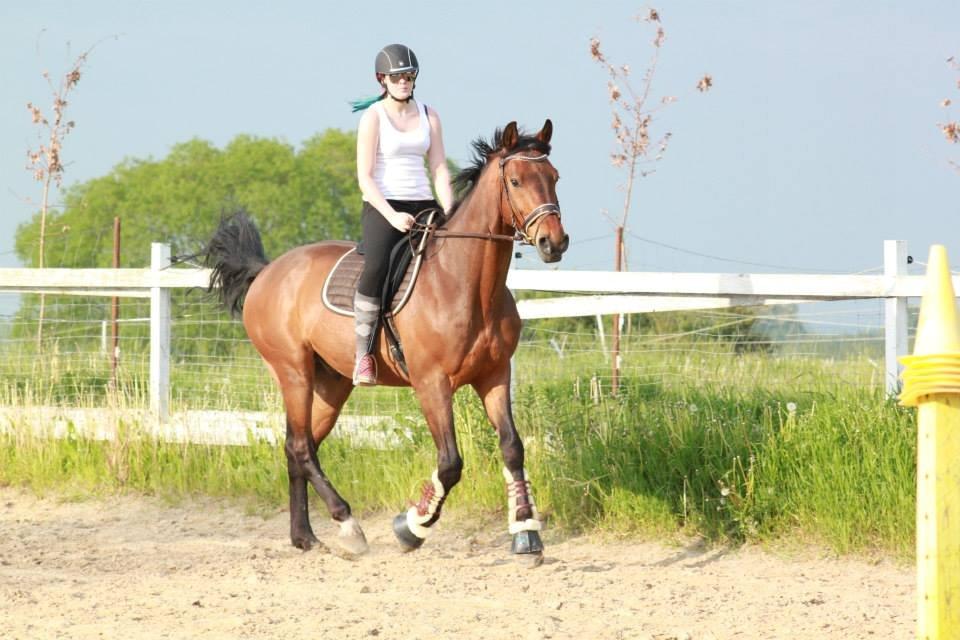 Holstener Come On billede 16