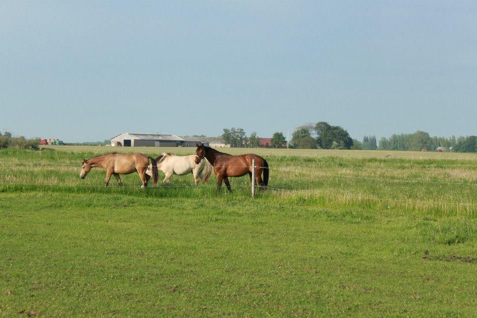 Holstener Come On billede 17