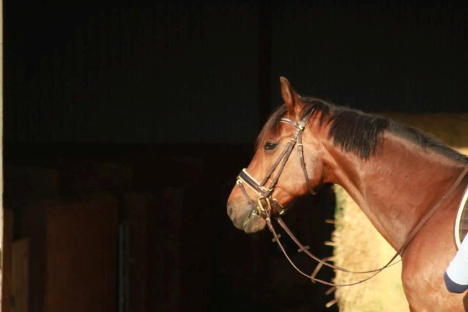 Holstener Come On billede 18