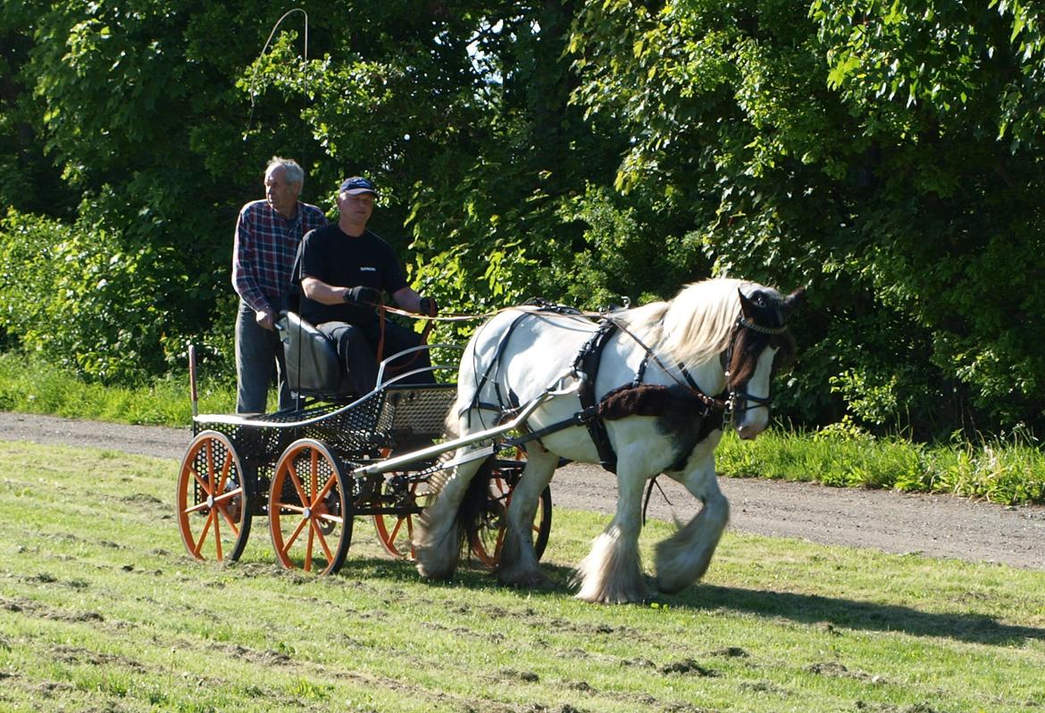 Irish Cob Beer's Paddy billede 15